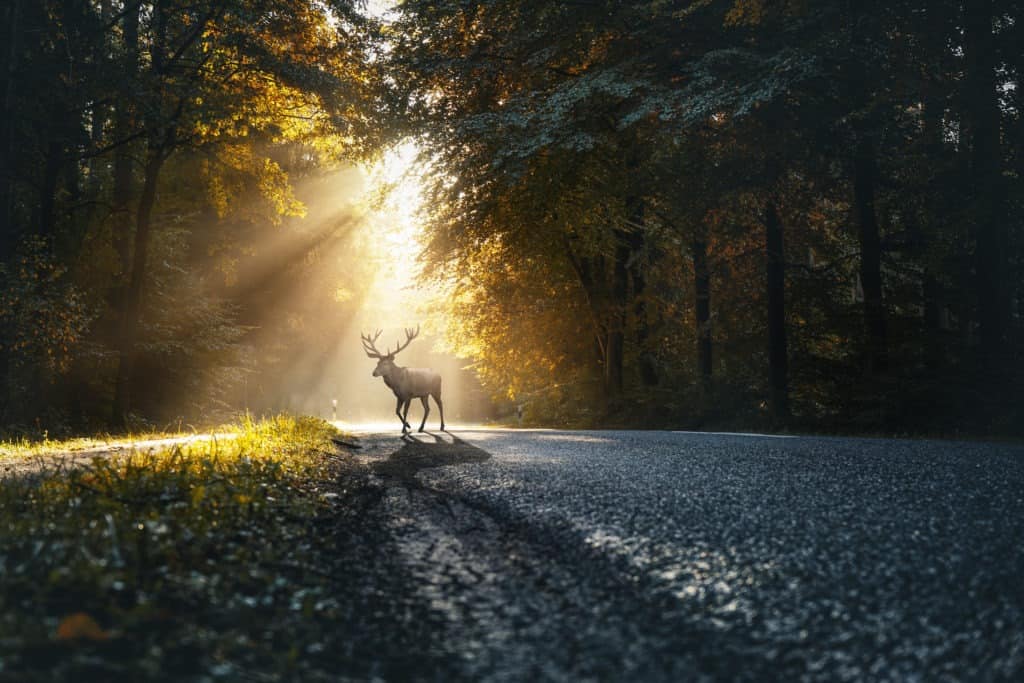 deer on the Street