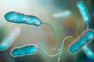 Legionella-bacteria